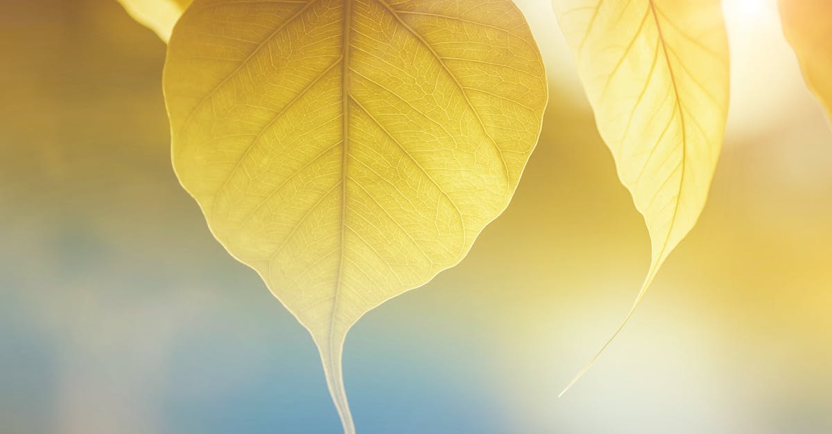 découvrez la magie de l'automne avec le doux soleil qui réchauffe les couleurs dorées des feuilles. plongez dans une ambiance nostalgique et profitez des balades lumineuses au cœur de la nature.