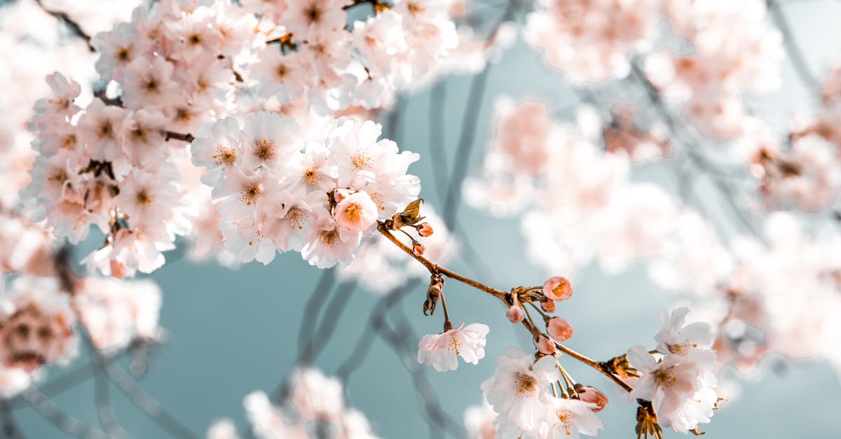 découvrez la beauté et la richesse de la nature à travers nos articles inspirants sur la faune, la flore et les paysages impressionnants. plongez dans un monde où l'écologie et la préservation de l'environnement sont au cœur de nos préoccupations.