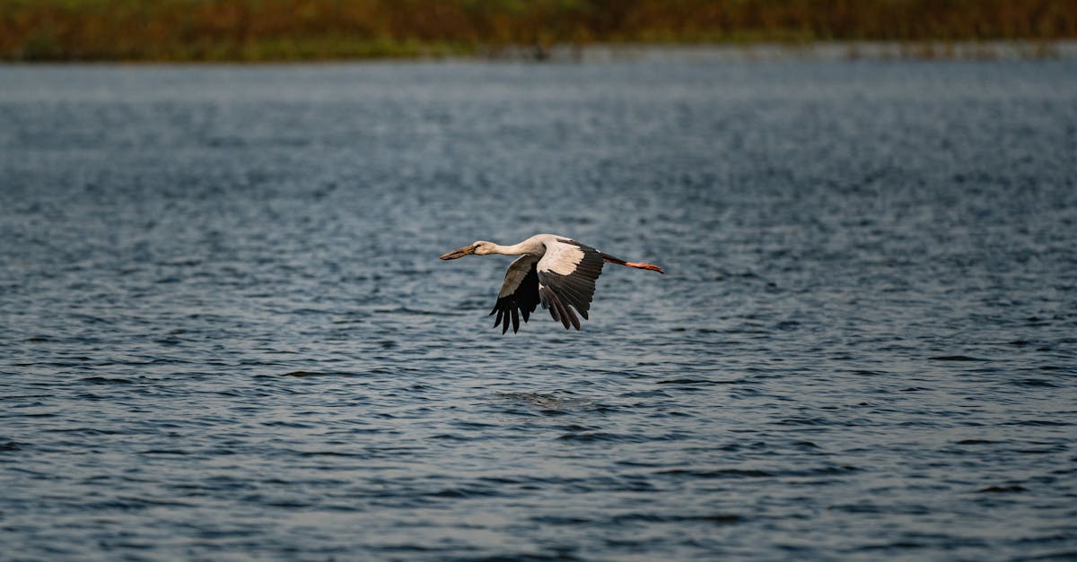 découvrez le lac vrana, un joyau naturel situé en croatie, célèbre pour ses eaux cristallines, sa biodiversité riche et ses paysages époustouflants. un lieu idéal pour la randonnée, l'observation des oiseaux et la détente au cœur de la nature.