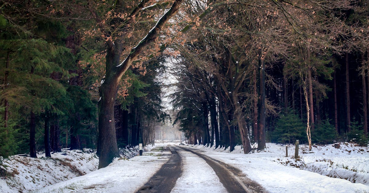 découvrez l'enchantement de l'hiver : paysages enneigés, activités de plein air, et moments chaleureux au coin du feu. plongez dans la magie de la saison froide et profitez des joies qu'elle apporte.