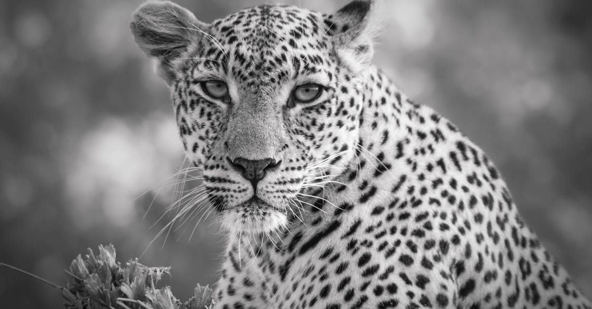 découvrez les espèces dangereuses qui menacent notre écosystème et la sécurité humaine. explorez leur habitat, leur comportement et les efforts de conservation pour les protéger.