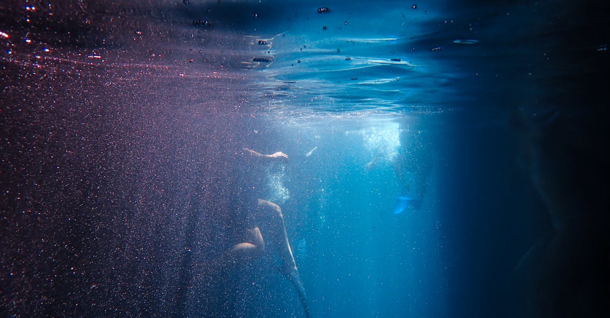 découvrez l'univers fascinant de la plongée : des conseils pour débutants, des destinations incontournables, et des aventures sous-marines inoubliables. plongez dans l'action et explorez les merveilles de la faune et de la flore marines.