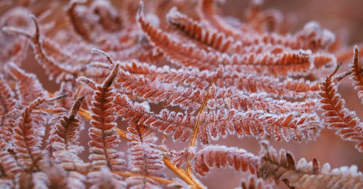 découvrez la beauté sauvage de la nature croate, des paysages époustouflants des parcs nationaux aux eaux cristallines de la mer adriatique. une invitation à explorer la richesse écologique et la diversité des sites naturels de la croatie.