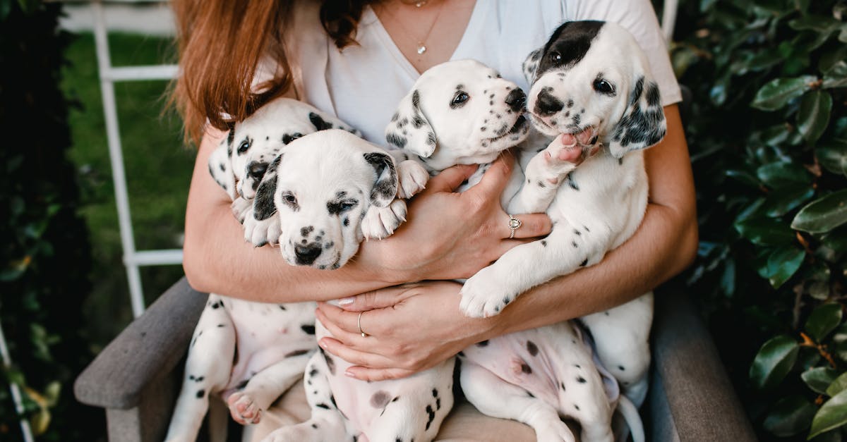 découvrez tout sur le dalmatien, ce chien aux taches noires emblématiques et au tempérament dynamique. apprenez ses caractéristiques, son histoire fascinante et des conseils pour son éducation et son bien-être.