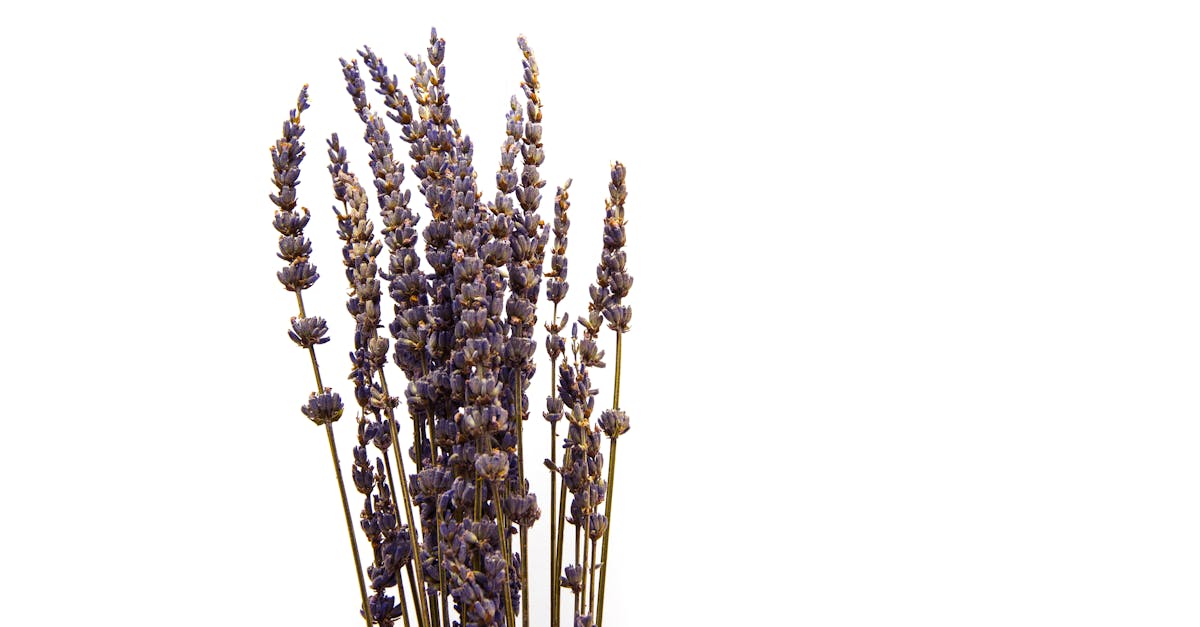 découvrez le monde apaisant de la lavande : ses bienfaits relaxants, son utilisation en aromathérapie et ses magnifiques paysages colorés. plongez dans l'univers floral de cette plante emblématique.