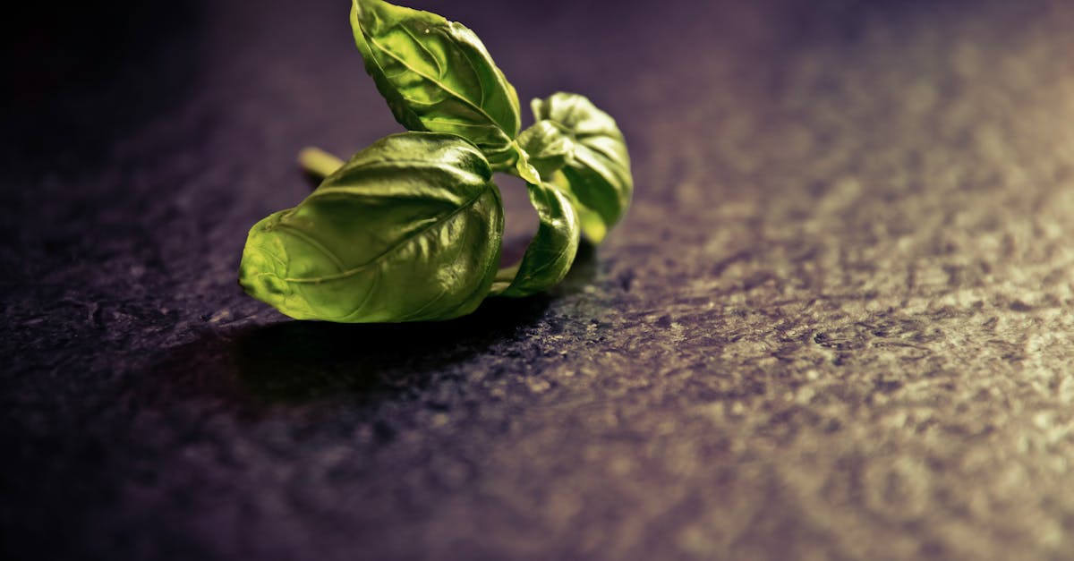 découvrez le basilic, une herbe aromatique incontournable en cuisine. apprenez à l'utiliser dans vos plats, ses bienfaits pour la santé et des astuces de culture à domicile.