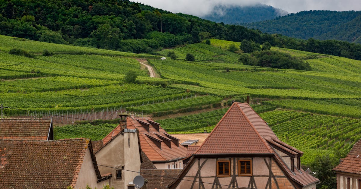 découvrez v vineyards, un domaine viticole d'exception où passion et savoir-faire se mêlent pour produire des vins de qualité. plongez dans notre univers authentique, explorez nos terroirs et savourez l'harmonie de nos crus raffinés. rejoignez-nous pour une expérience sensorielle inoubliable au cœur des vignes.