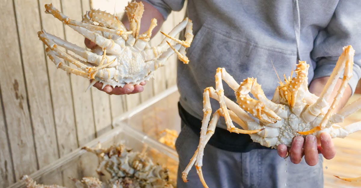 découvrez komiza crab, une délicieuse spécialité culinaire de la région de komiza, mettant en avant des crabes frais et savoureux, préparés avec passion. explorez les recettes traditionnelles et les astuces de chefs locaux pour savourer ce crustacé emblématique dans un cadre idyllique. un voyage gustatif inoubliable vous attend !