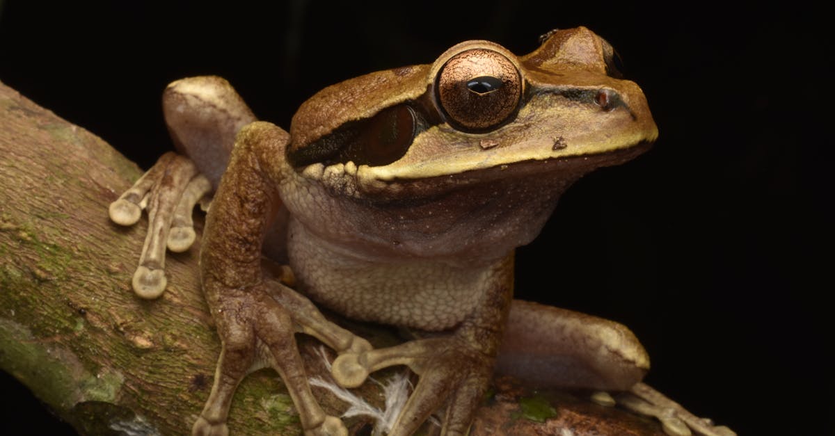découvrez le monde fascinant des grenouilles ! apprenez tout sur leur habitat, leur comportement et leur rôle dans l'écosystème, tout en explorant les différentes espèces qui peuplent notre planète. plongez dans l'univers captivant des amphibiens.