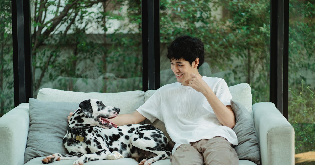 découvrez tout sur le dalmatien, ce chien emblématique aux taches noires et blanches. apprenez ses origines, son caractère, ses besoins et des conseils pour bien l'éduquer. que vous soyez futur propriétaire ou simple amateur, plongez dans l'univers fascinant de cette race unique.