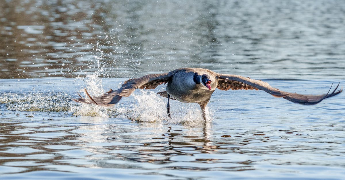 découvrez l'importance de l'eau naturelle pour notre santé et notre bien-être. apprenez comment choisir les meilleures sources d'eau pure et les bienfaits de l'hydratation avec de l'eau naturelle dans votre quotidien.