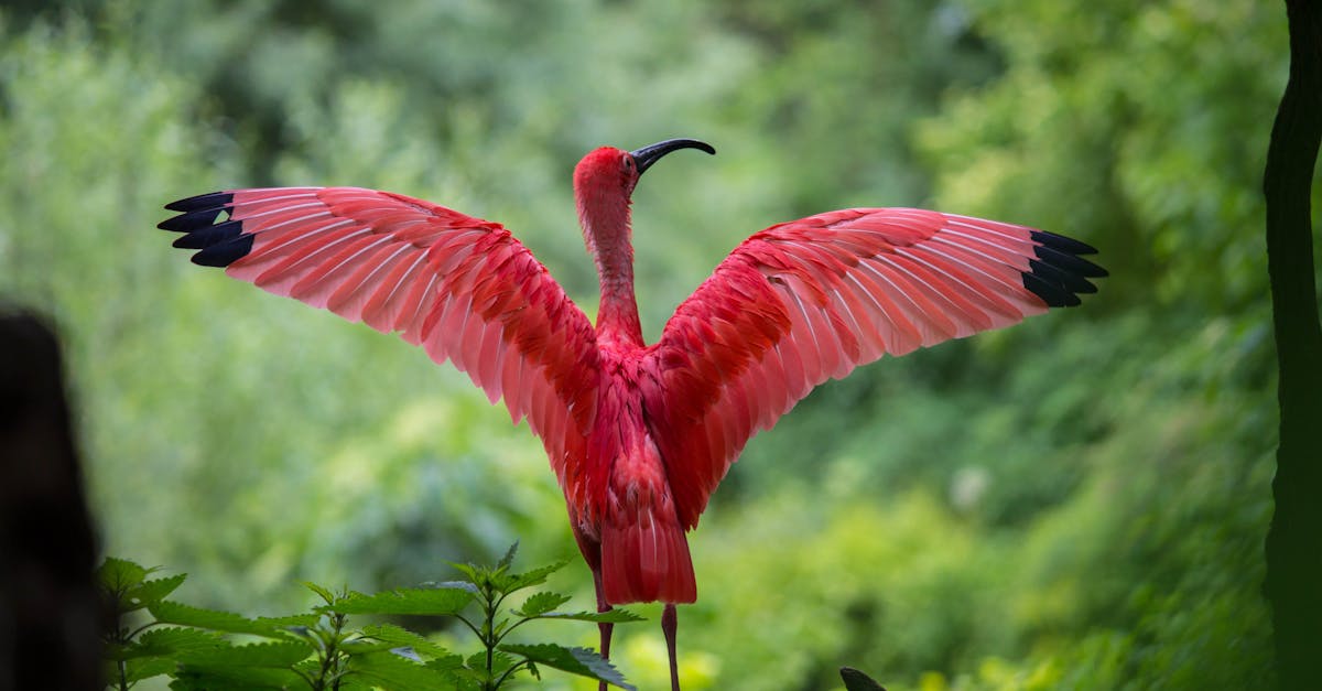 découvrez la beauté et la diversité de la faune sauvage à travers le monde. plongez dans des habitats fascinants, apprenez sur les espèces menacées et explorez des initiatives de conservation pour protéger notre précieuse biodiversité.