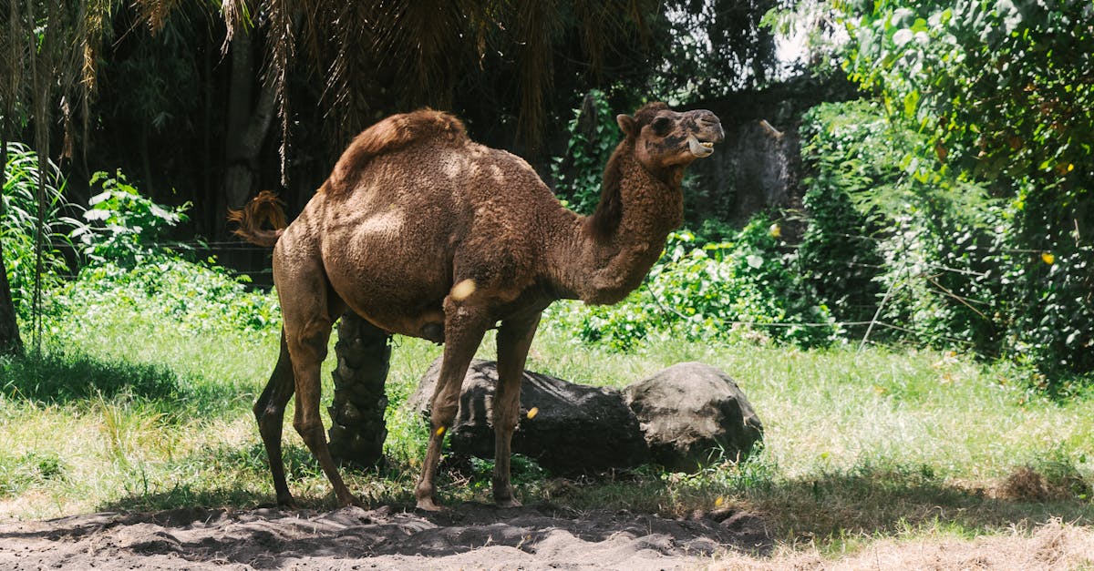 découvrez le tourisme durable, une approche respectueuse de l'environnement qui favorise la préservation des écosystèmes tout en soutenant les communautés locales. explorez des destinations éthiques, participez à des initiatives écologiques et transformez votre manière de voyager.