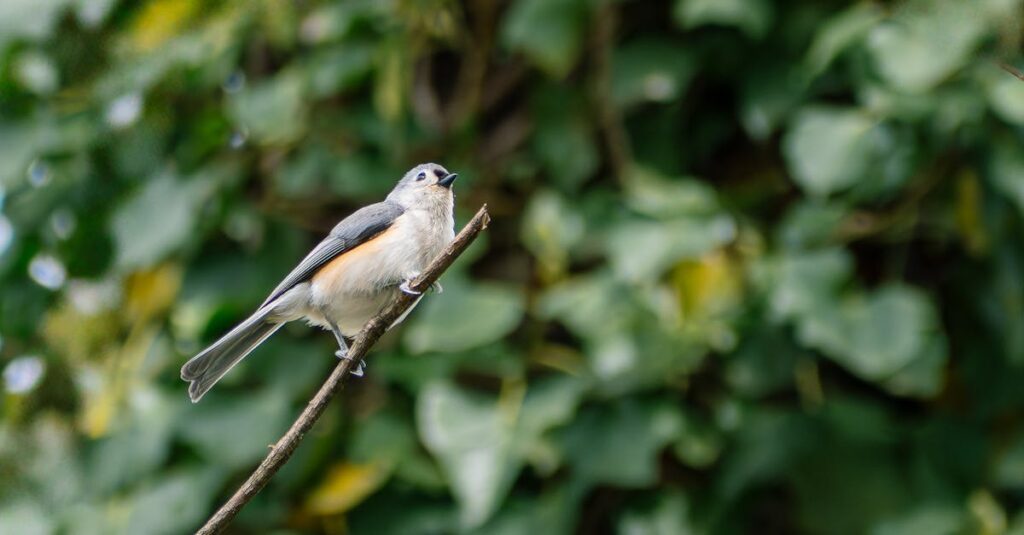 découvrez l'importance de la biodiversité pour notre planète. apprenez comment elle soutient les écosystèmes, protège les espèces et contribue à notre bien-être. explorez des stratégies pour conserver et célébrer la richesse naturelle qui nous entoure.