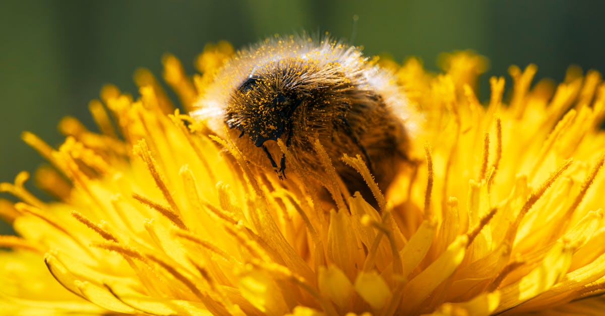 découvrez l'importance de la biodiversité pour notre planète et notre bien-être. apprenez comment la préservation des espèces et des écosystèmes contribue à un avenir durable et équilibré.