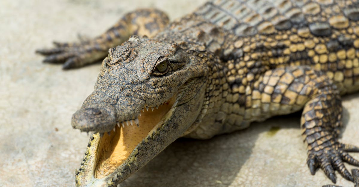 découvrez les animaux protégés, leur habitat et les lois qui les préservent. apprenez comment contribuer à leur conservation et sensibilisez-vous à la biodiversité.