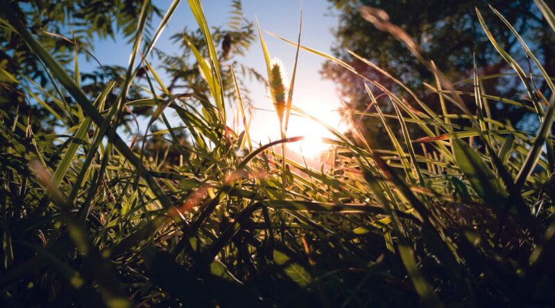 découvrez lika-karlovac, une région croate riche en paysages naturels, en histoires fascinantes et en activités en plein air. explorez ses parcs nationaux, ses rivières cristallines et savourez des spécialités locales dans un cadre authentique.