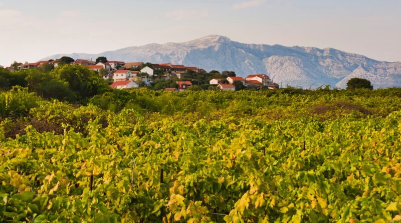 Photo of a grape wine vineyard, Lumbarda, Korcula Island, Dalmatia (Dalmacija), Croatia
