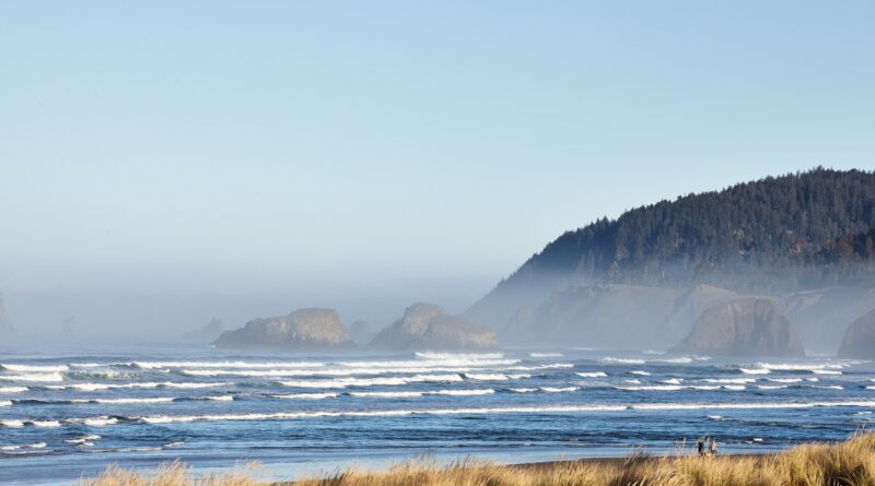 Scenery of beachgrass in the morning at Cannon Beach, Oregon