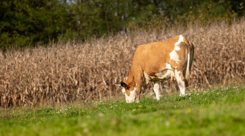 découvrez la slavonie, une région riche en culture et en histoire, où la nature préservée rencontre des traditions authentiques. explorez ses paysages pittoresques, sa délicieuse cuisine locale et ses festivals vibrants pour une expérience inoubliable au cœur de la croatie.
