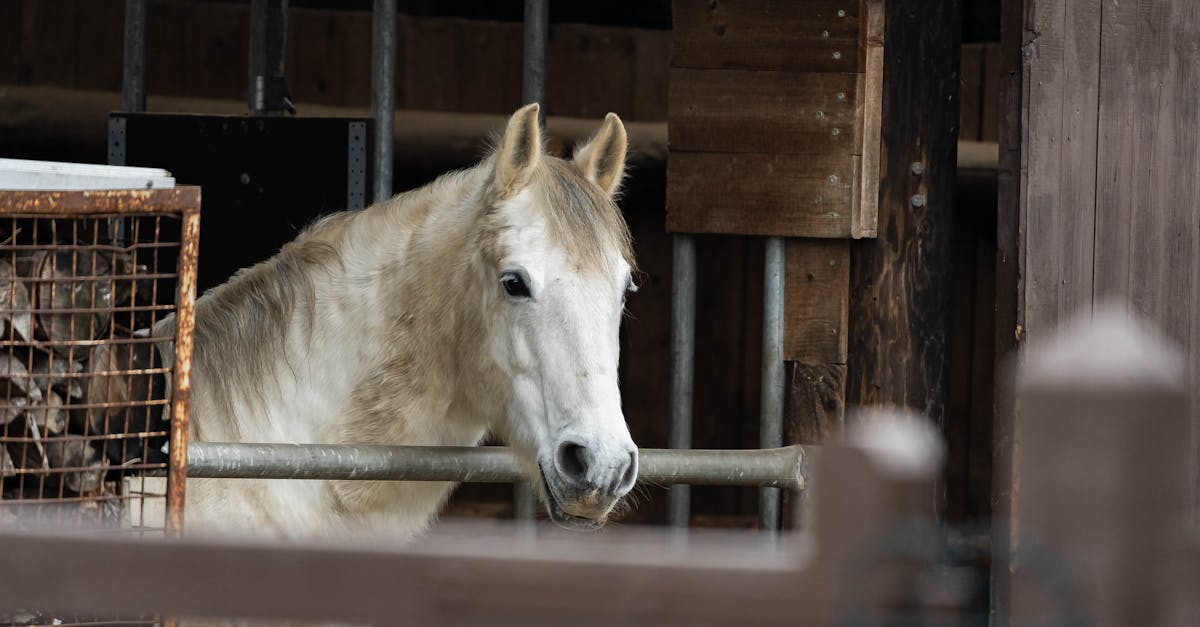 découvrez la majesté des lipizzans, une race de chevaux célèbre pour leur élégance et leur intelligence. apprenez tout sur leur histoire, leur dressage et leur rôle dans l'équitation classique.
