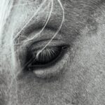 découvrez l'univers fascinant des lipizzans, ces chevaux majestueux réputés pour leur élégance et leurs compétences équestres exceptionnelles. apprenez-en davantage sur leur histoire, leur élevage et leur rôle dans les performances équestres à la célèbre école espagnole d'équitation à vienne.