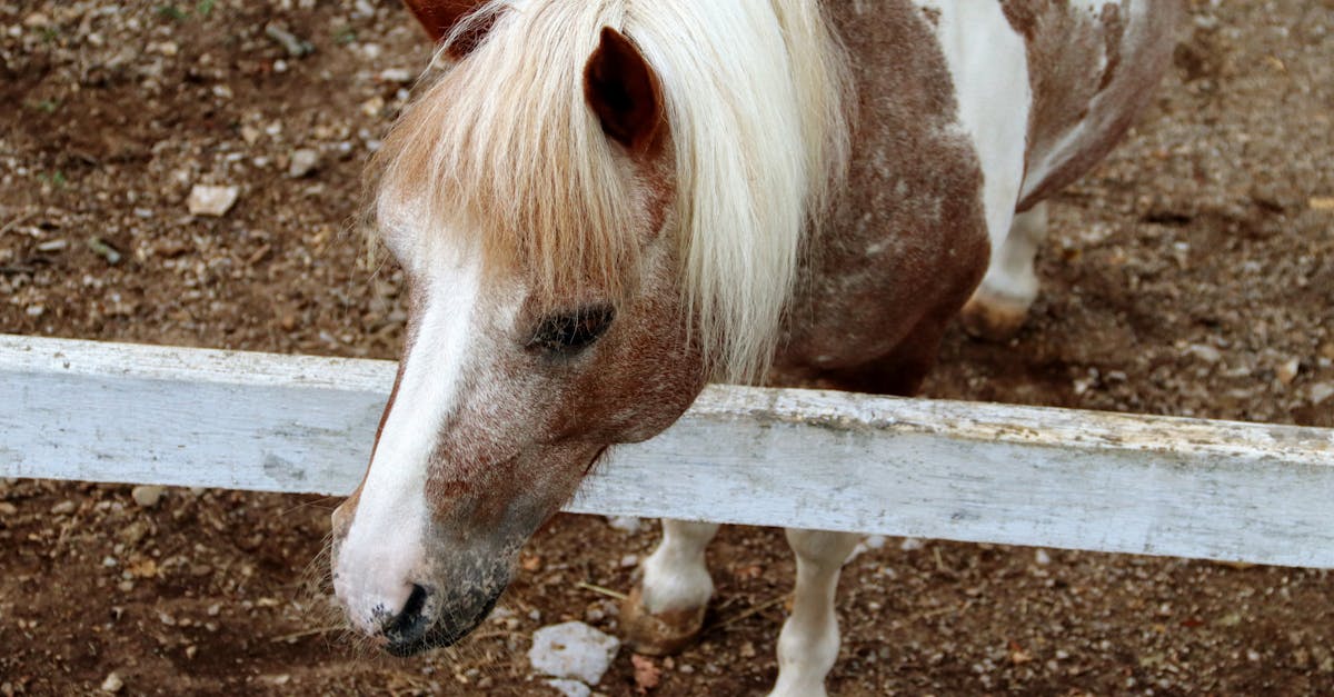 découvrez l'univers fascinant des lipizzans, des chevaux majestueux réputés pour leur grâce et leur agilité. apprenez l'histoire de cette race emblématique, ses origines en autriche, et admirez leur élégance lors des célèbres spectacles équestres. plongez dans le monde des lipizzans et leur rôle dans la tradition équestre européenne.