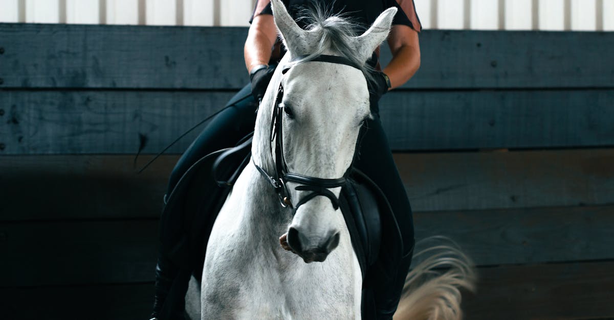 découvrez l'élégance et la beauté des chevaux lipizzans, une race emblématique d'europe, connue pour sa grâce et ses performances exceptionnelles en équitation classique et en spectacle. apprenez-en davantage sur leur histoire, leur élevage et les caractéristiques qui en font des chevaux uniques.
