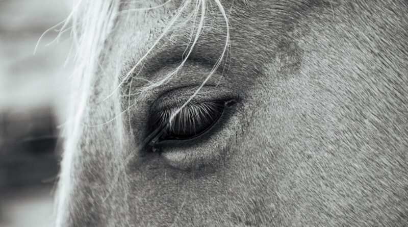 découvrez l'univers fascinant des lipizzans, ces chevaux majestueux réputés pour leur élégance et leurs compétences équestres exceptionnelles. apprenez-en davantage sur leur histoire, leur élevage et leur rôle dans les performances équestres à la célèbre école espagnole d'équitation à vienne.