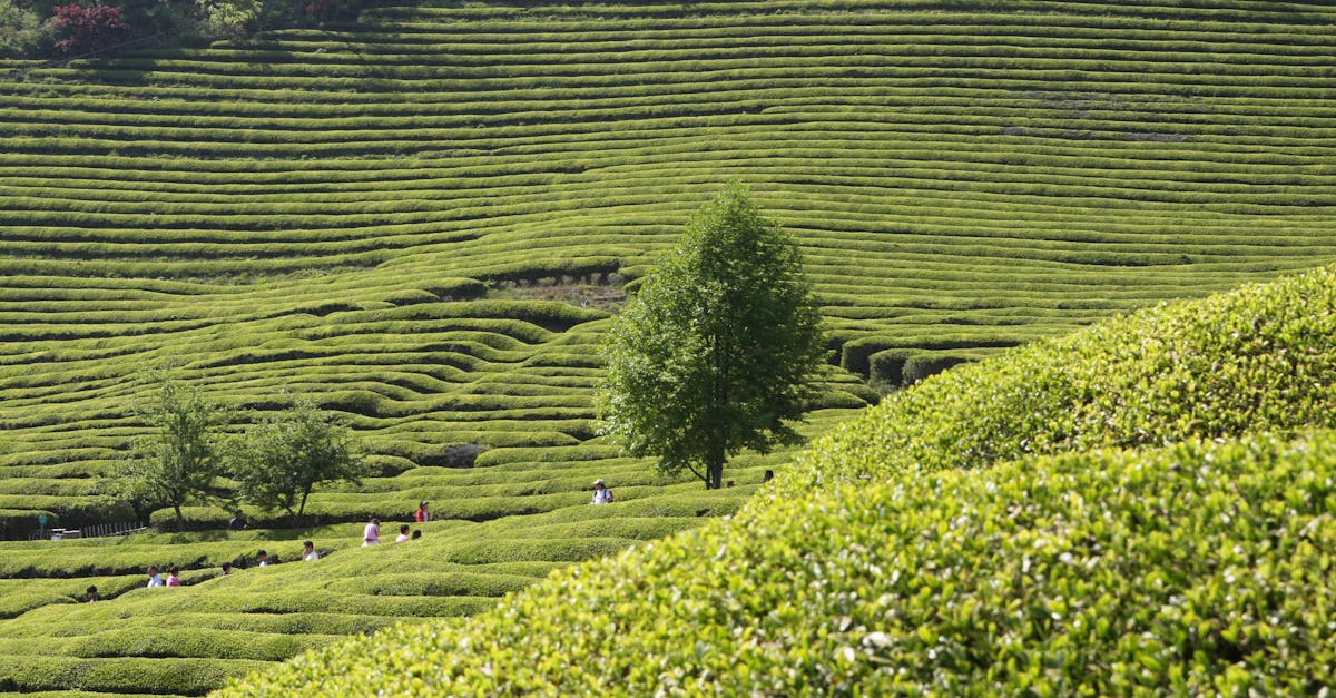 découvrez le tourisme rural, une expérience authentique qui vous plonge au cœur de la nature et des traditions locales. évadez-vous dans des paysages pittoresques, explorez des villages charmants et profitez d'activités en plein air. parfait pour un séjour calme et régénérateur.