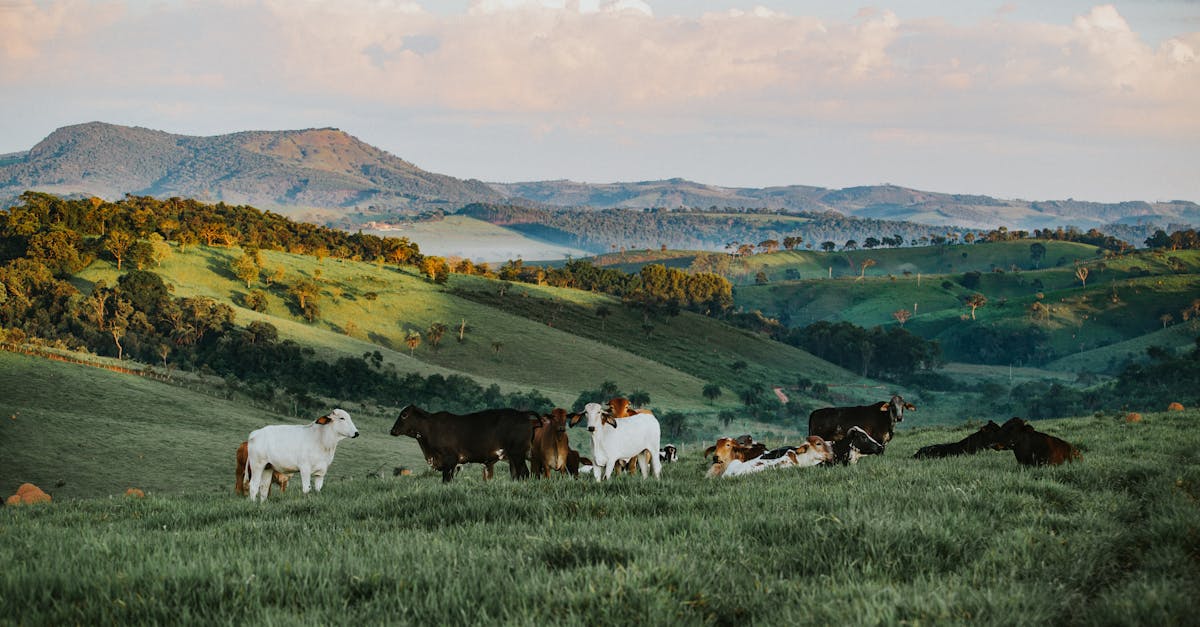 découvrez le charme du tourisme rural : des paysages préservés, des activités authentiques et une immersion dans la culture locale. évadez-vous vers la nature et reconnectez-vous avec des traditions artisanales dans des environnements pittoresques.